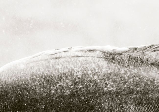 © Cecilia Sordi Campos - Image from the (ses·ma·ri·a) photography project
