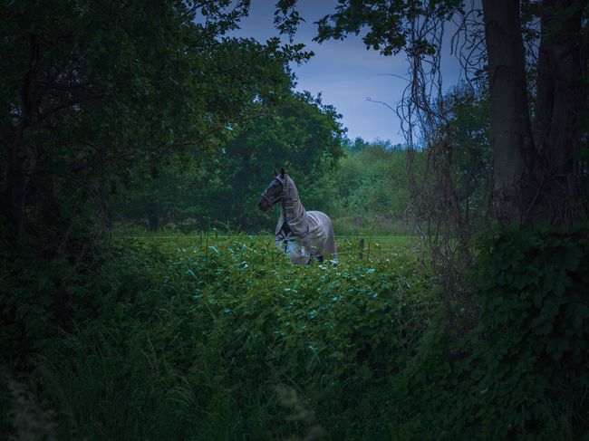 © Robin Butter - Image from the Drakeblood / Blood of the dragon photography project