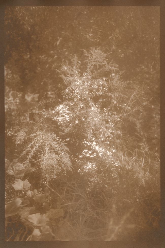 © Eleanor Oakes - Bandhu Gardens (2), 2023. 9x13.5" Salted paper print made with breastmilk.