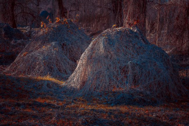© Michelle Blancke - Image from the Secret Garden - Realm photography project