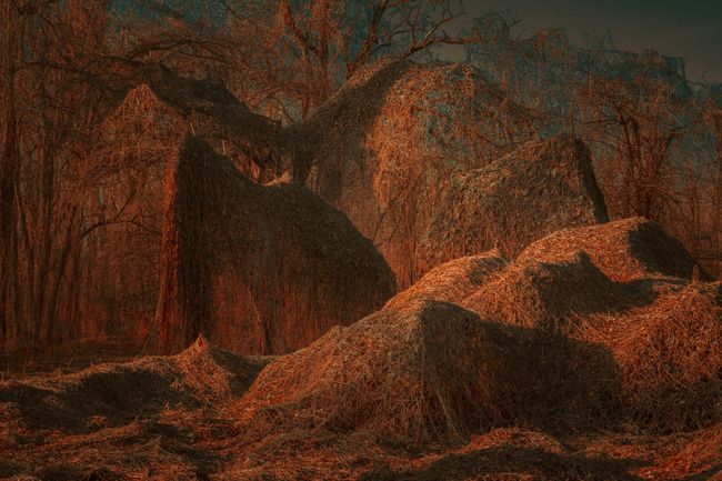 © Michelle Blancke - Image from the Secret Garden - Realm photography project
