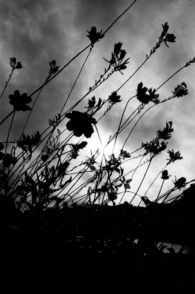 © Jonathan Cuadros - Image from the Saudade (As flowers close up in the night) photography project