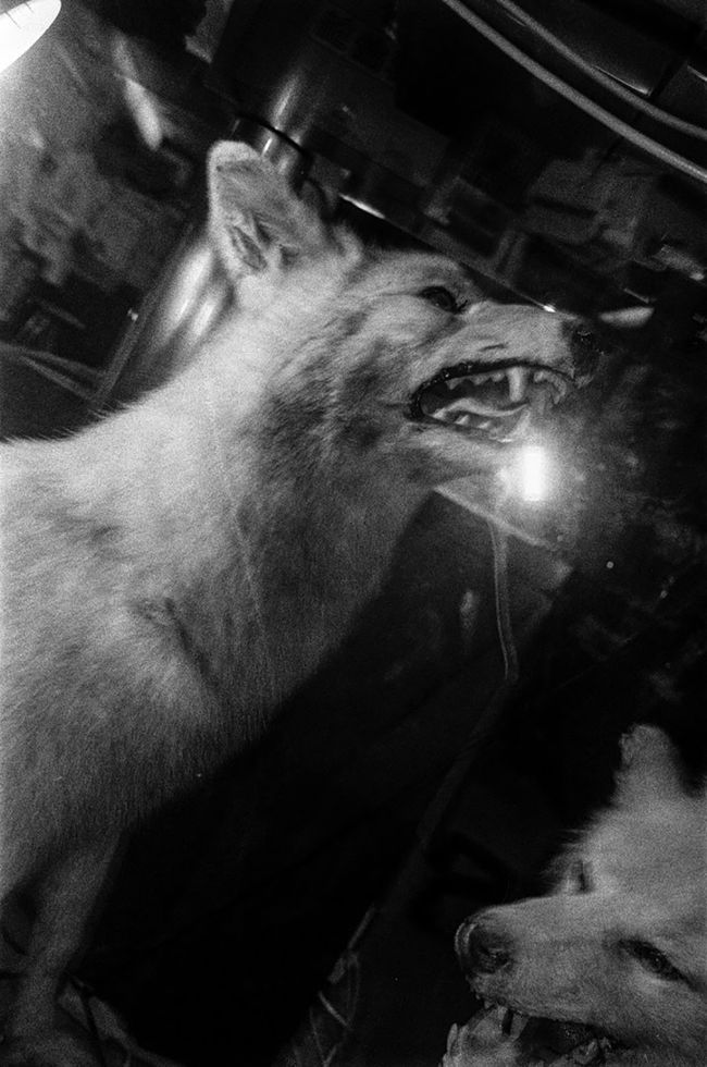 © Jonathan Cuadros - Image from the Saudade (As flowers close up in the night) photography project