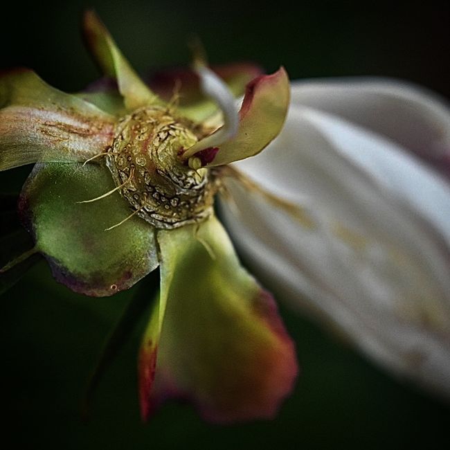 © Teri Arthur - The Royal End