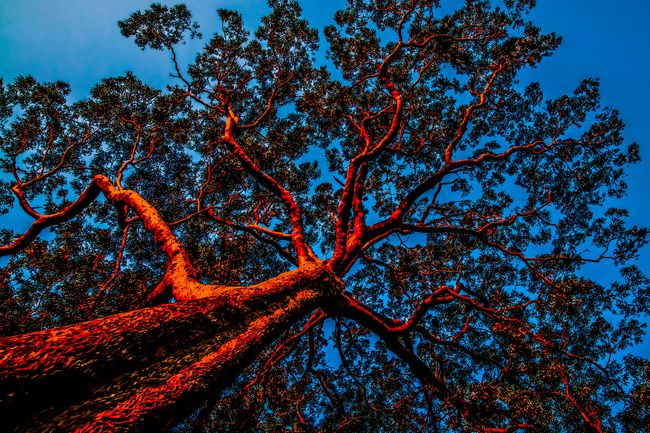 © Az Jackson - Blazing Tenticles