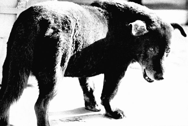 © Daido Moriyama