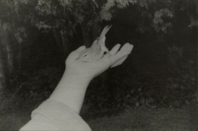 © Chieko Shiraishi