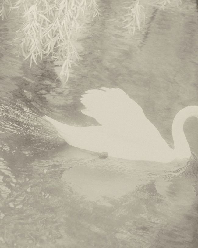 © Cinzia Laliscia