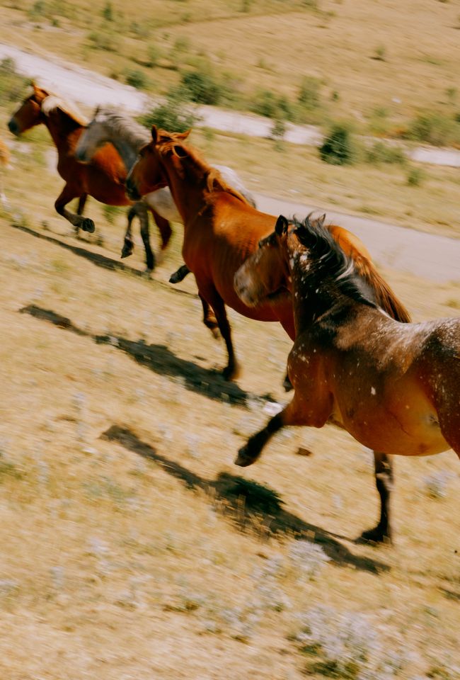 © Domenico Matera - Image from the Italian Horses photography project