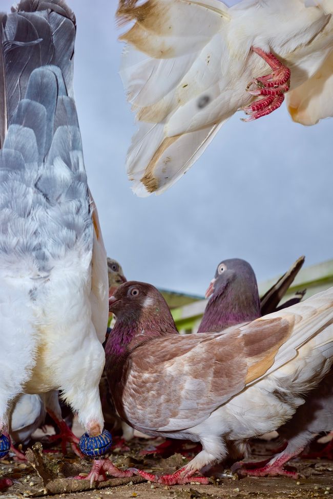© Sushant - Image from the CITY BIRDS photography project