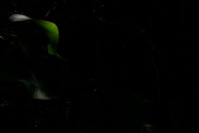 © Ana Leal - Subtle Amazon 11