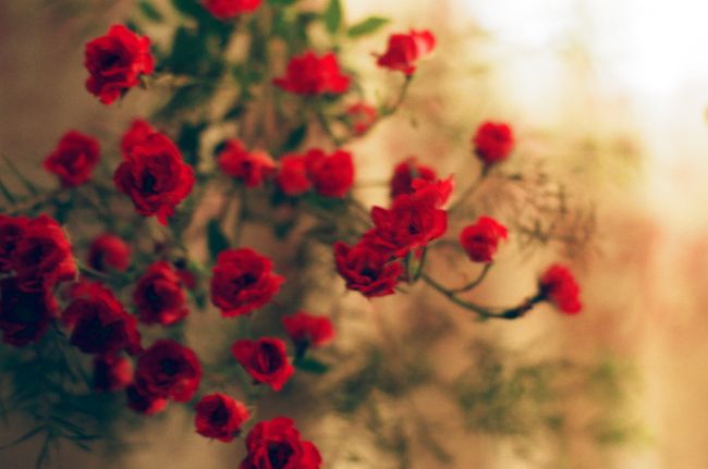 © Wendy Fredriksson - Flowers From Mom