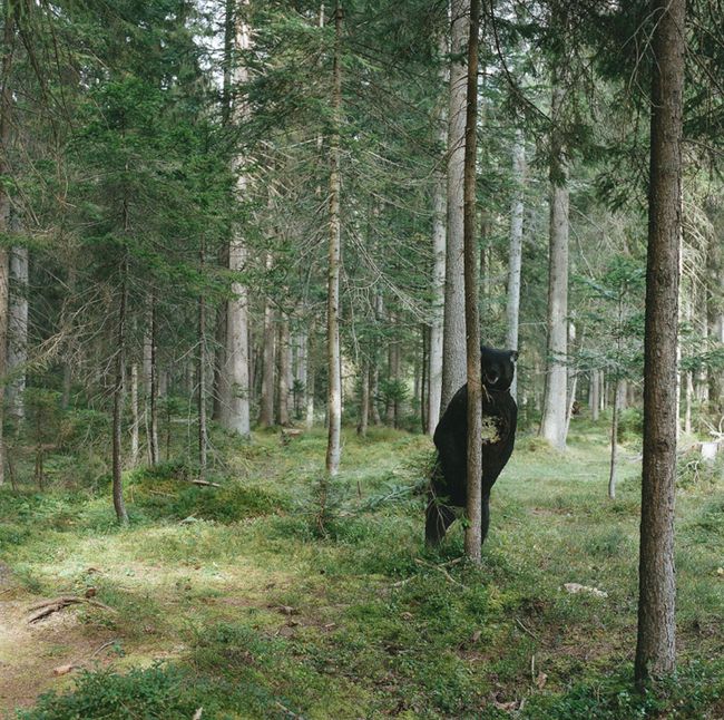 © Sofya Tatarinova - Image from the Magic forest photography project