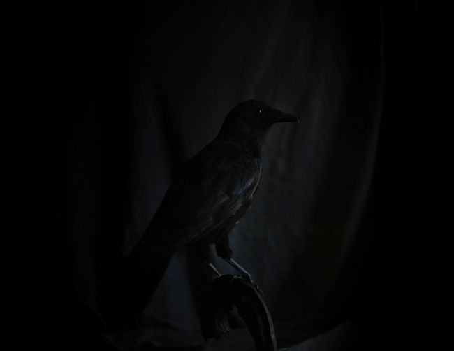 © Emilia Martin - Image from the Far from here, where darkness lies photography project