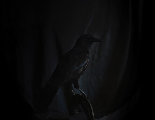 © Emilia Martin - The crow