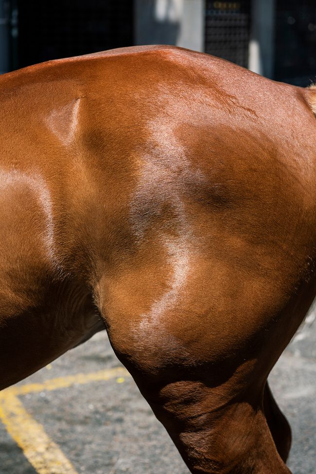 © Niké Dolman - A horse shimmers, 2019
