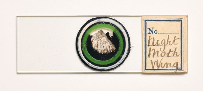 © Susan Worsham - Image from the Bittersweet on Bostwick Lane photography project