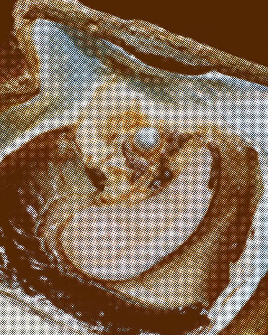 Anatomy Of An Oyster - Rita Puig-Serra