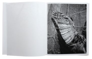 Photobook Mania 05 / Benedetta Casagrande presenta All Things Laid Dormant