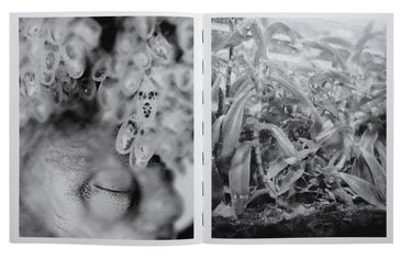 Photobook Mania 05 / Benedetta Casagrande presenta All Things Laid Dormant