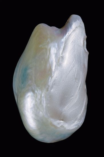 Anatomy of an Oyster di Rita Puig-Serra