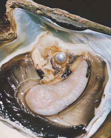 Anatomy of an Oyster by Rita Puig-Serra